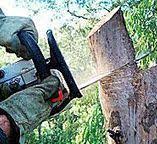  , USA Tree Removal Services Pros